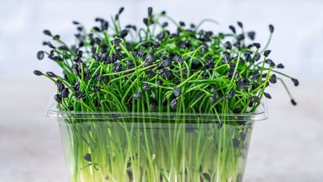 Microgreen