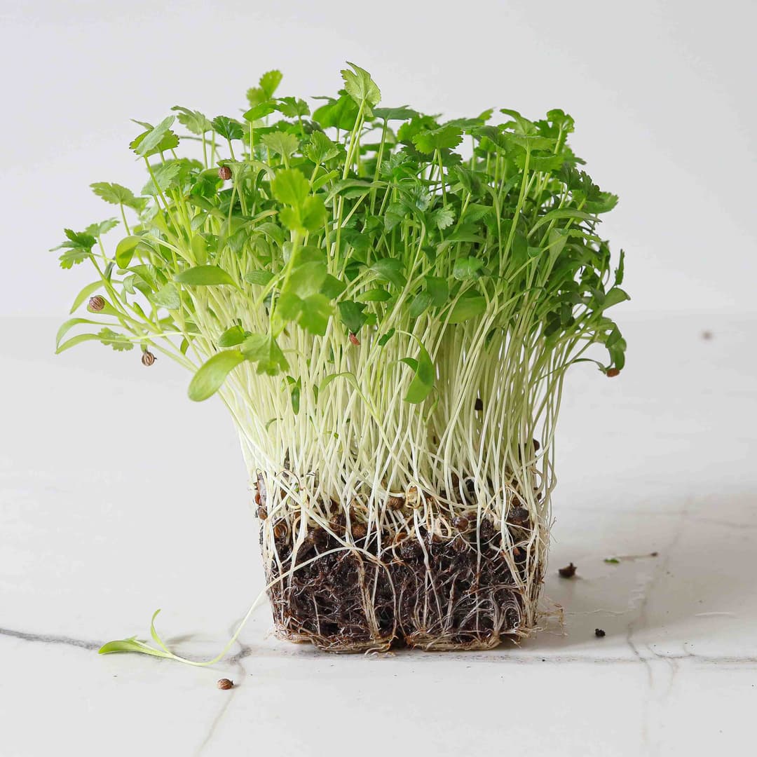 Microgreen