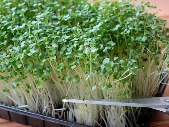 Microgreen