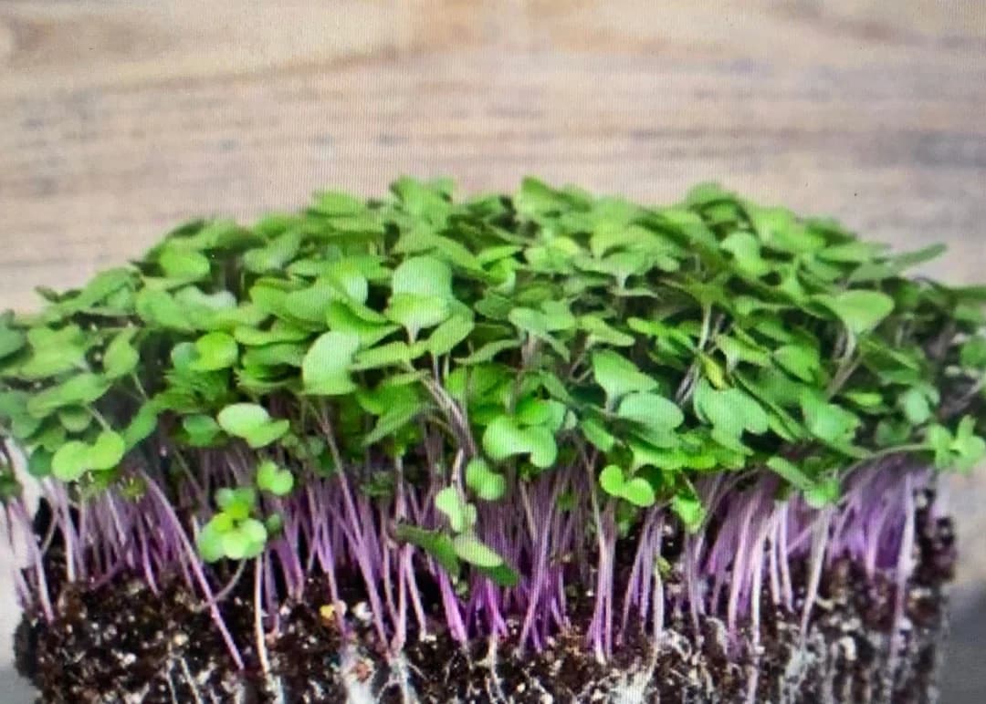 Microgreen