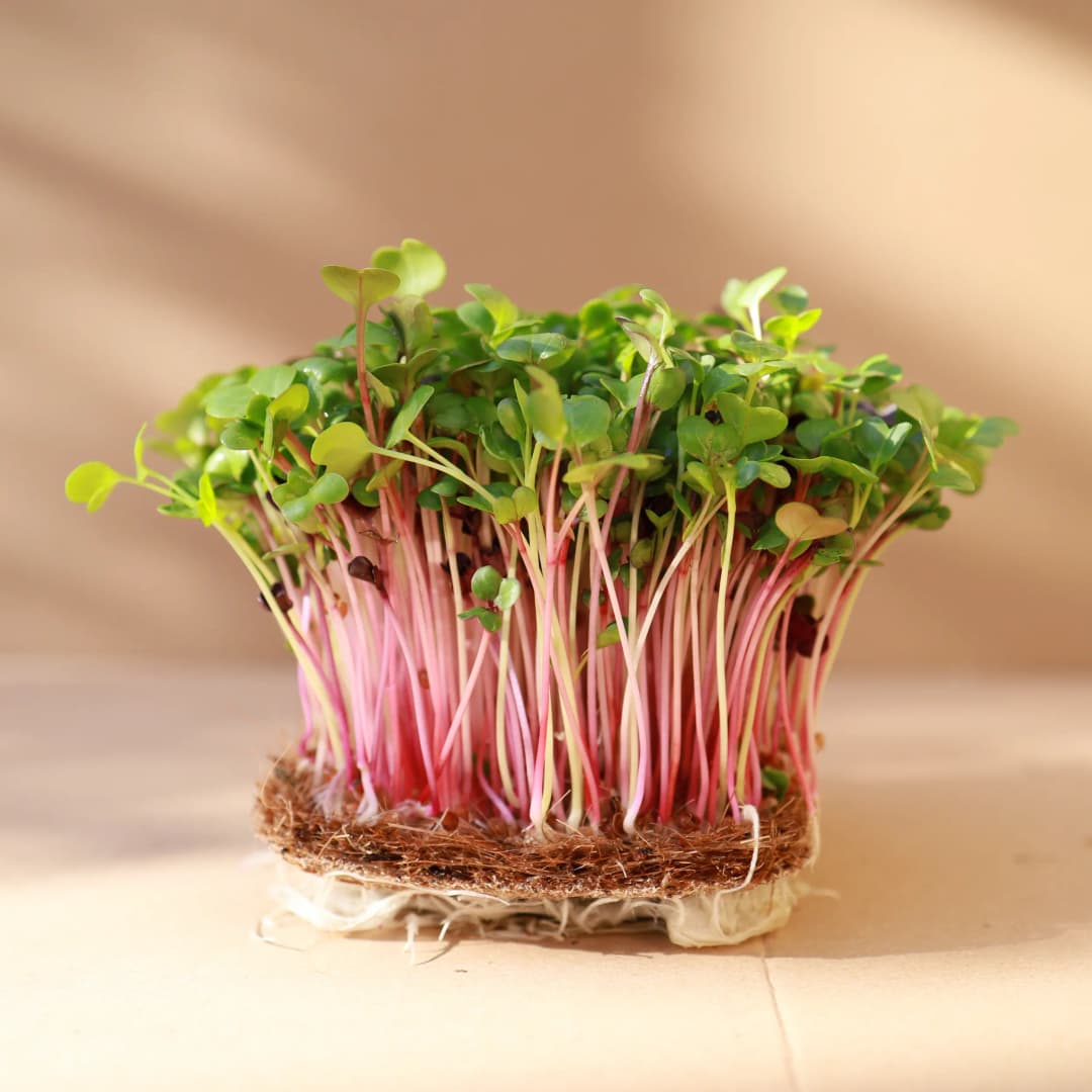 Microgreen