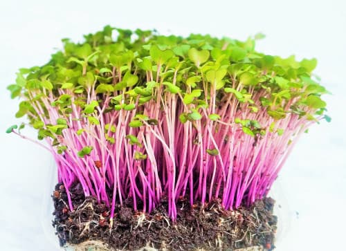 Microgreen