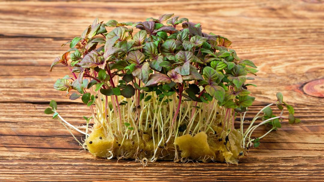 Microgreen