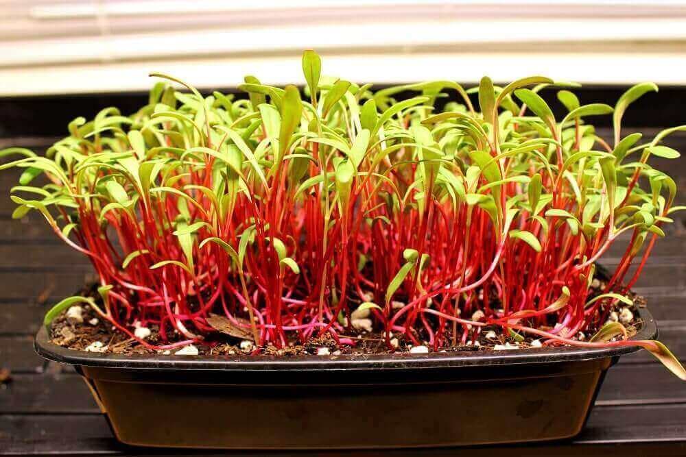Microgreen